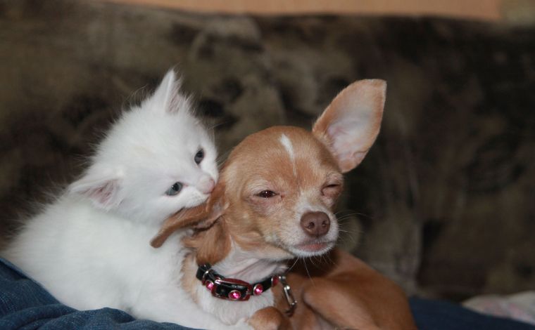 Cães e gatos: Sete Lagoas disponibiliza 50 postos de vacinação antirrábica no dia 24 de setembro