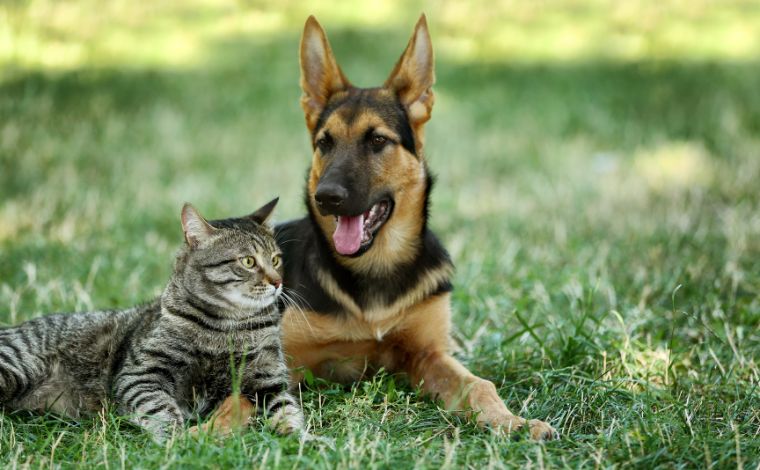 Vacinação antirrábica em cães e gatos acontece neste sábado (24) em Sete Lagoas; veja locais