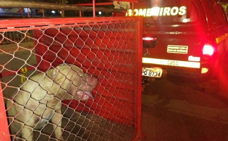 Bombeiros capturam pitbull que matou sete cães e tentou ferir pedestres no interior de Minas