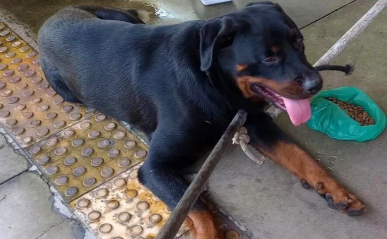 Rottweiler é resgatado de telhado da estação de ônibus de Vespasiano; veja vídeo 