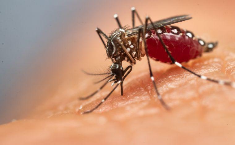 Com 980 mortes por dengue, Brasil se aproxima de recorde em um ano