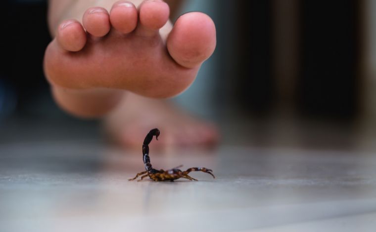 Conheça perigos e consequências da picada de escorpião