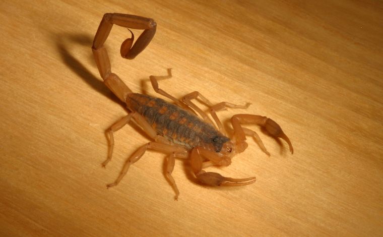 Prefeitura emite nota de esclarecimento sobre surto de escorpiões em Sete Lagoas 