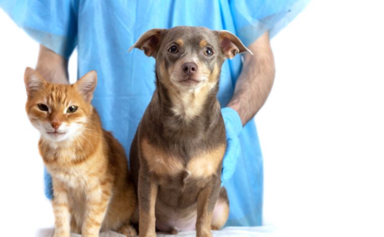 Sete Lagoas realiza consultas veterinárias gratuitas para cães e gatos no bairro Cidade de Deus
