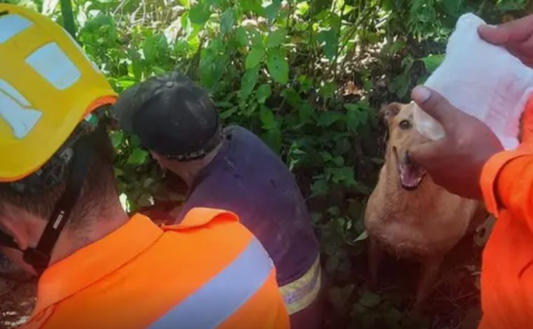 Vira-lata cuida de dono que desapareceu e ajuda bombeiros a encontrá-lo em mata de Minas Gerais