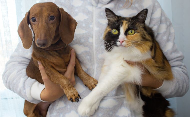 Sete Lagoas realiza castração gratuita de cães e gatos na região do bairro Jardim Primavera II 