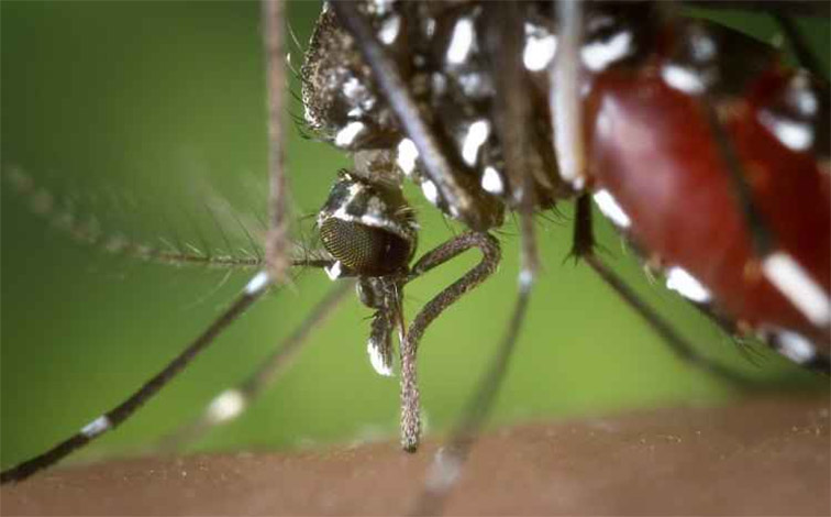 Com 64 cidades em emergência, Governo Federal reconhece surto de febre amarela 