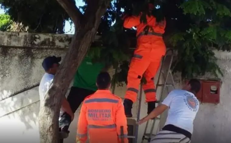 Criança de 6 anos fica presa em concertina ao tentar pular muro da própria casa no interior de Minas