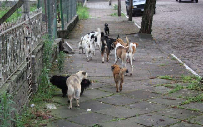 Câmara aprova projetos sobre animais abandonados em Sete Lagoas