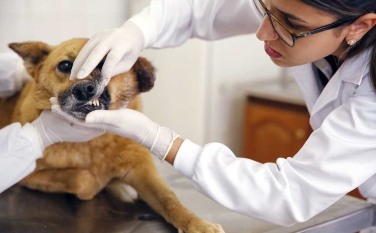 Serviços veterinários gratuitos serão oferecidos no próximo sábado (25) em Sete Lagoas; veja bairros