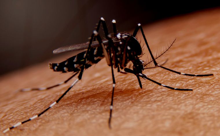 Aedes aegypti: 658 municípios de Minas Gerais apresentam risco para contaminação