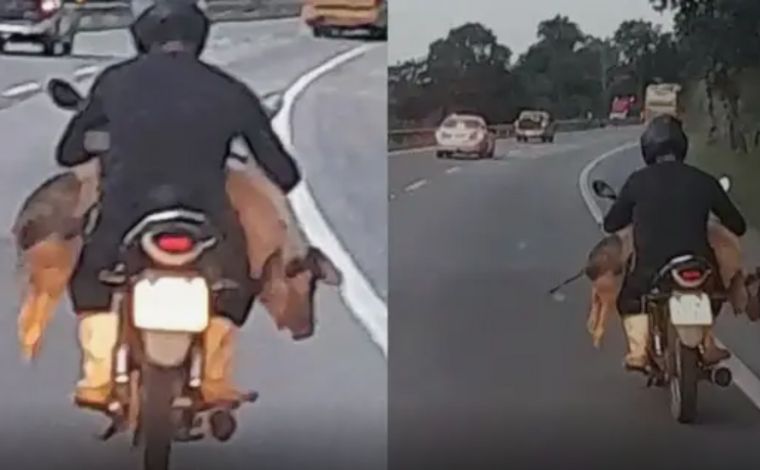 Vídeo: Homem é flagrado transportando porco vivo em motocicleta na BR-381, na Grande BH