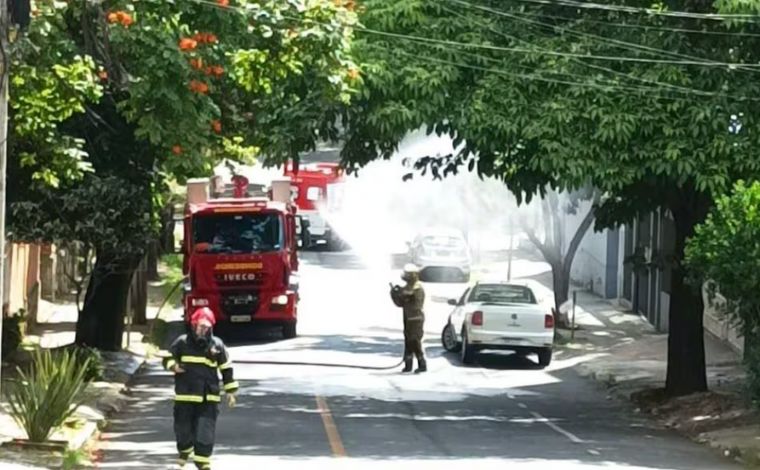 Mulher morre após ataque de enxame de abelhas na região Centro-Sul de Belo Horizonte