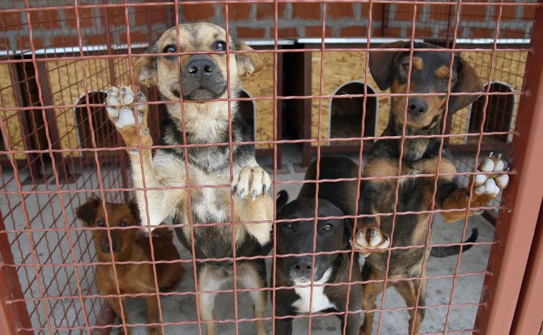 Mais uma feira de adoção de cães e gatos é realizada no Shopping Sete Lagoas; veja como adotar