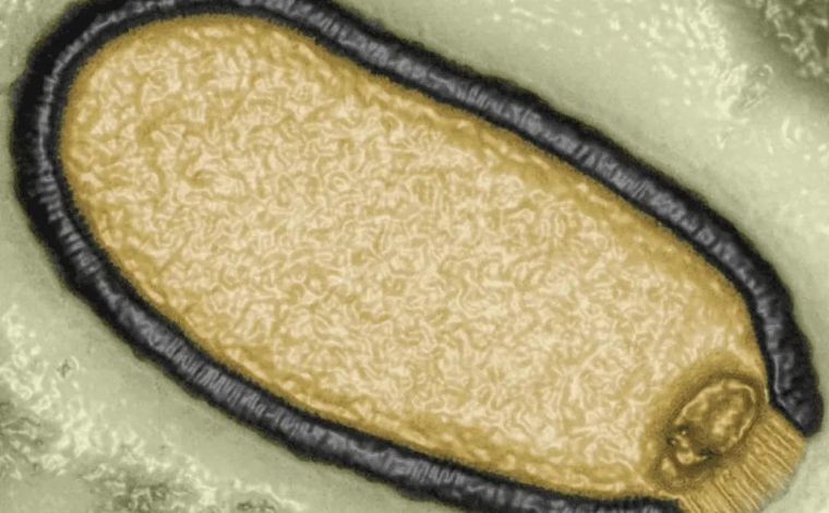 Cientistas revivem vírus ‘zumbi’ congelado há mais de 48 mil anos no permafrost