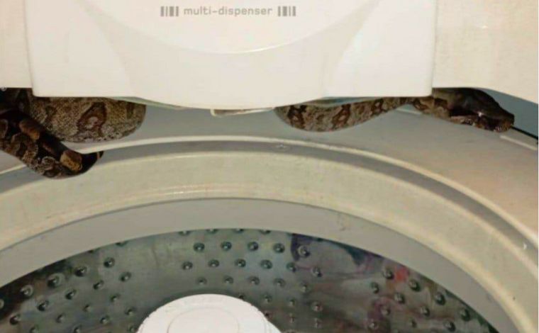 Jiboia de 1,5 metro surpreende moradores ao ser encontrada dentro de máquina de lavar em Minas 