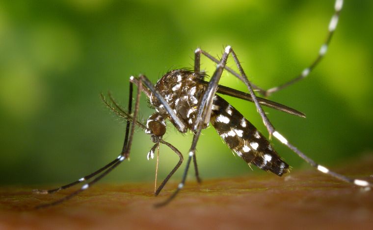 Chikungunya: Minas registra aumento de casos e confirma duas mortes em decorrência da doença