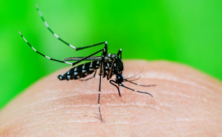 Idoso com câncer morre por chikungunya e número de óbitos sobe para seis em Minas Gerais