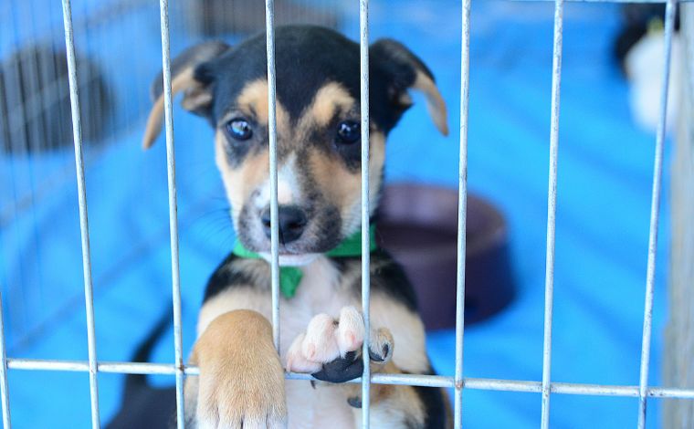 Feira de adoção de pets acontece neste sábado (15) no Shopping Sete Lagoas; veja como adotar