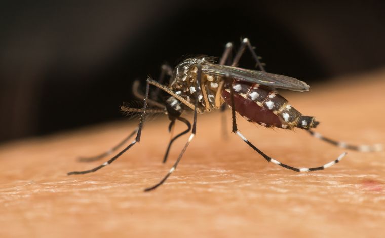 Minas Gerais teve em média 108 casos de dengue por hora na última semana, aponta boletim da SES