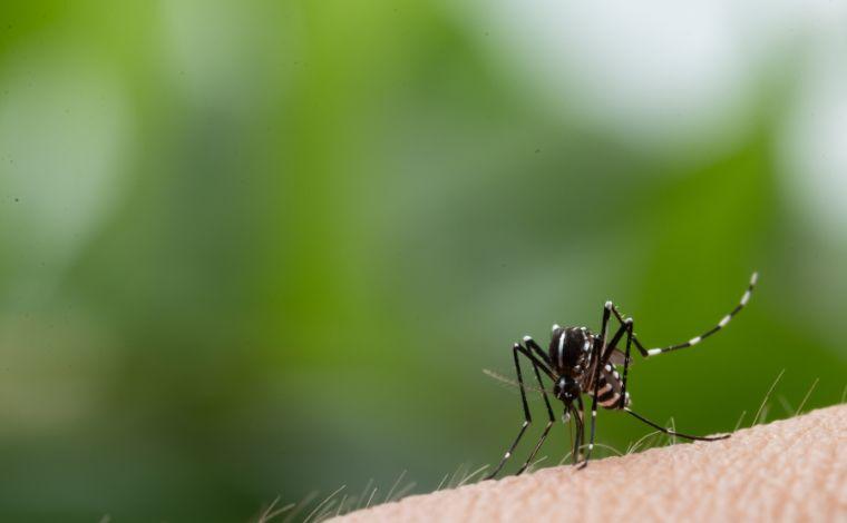 Minas Gerais ultrapassa 60 mortes por dengue após registrar 12 vítimas em três dias