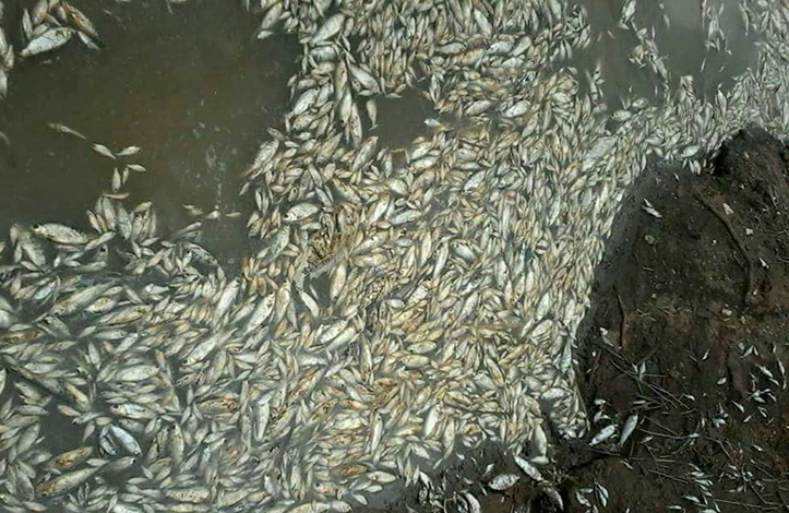 Mortandade de peixes no rio Paraopeba deixa municípios da região em alerta