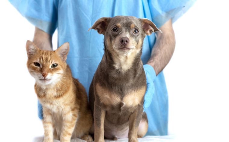 Sete Lagoas realiza castração gratuita de cães e gatos no bairro São Geraldo e adjacentes