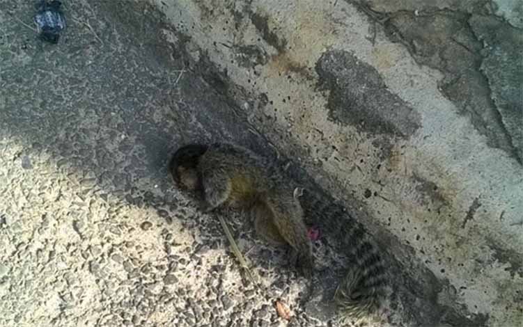 Mais um macaco morto é encontrado em Sete Lagoas, desta vez na área urbana