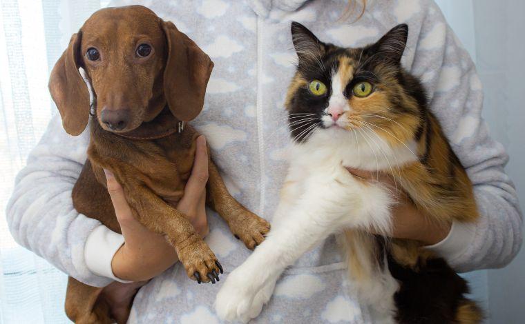 Sete Lagoas realiza castração gratuita de cães e gatos no bairro Progresso e adjacentes