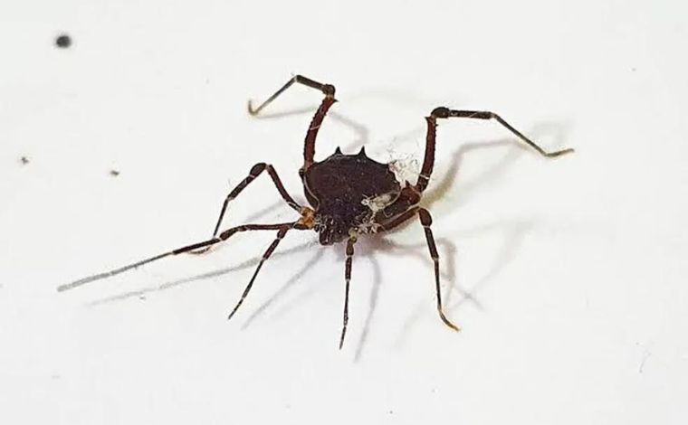 Mulher precisa passar por cirurgia após picada de aranha no Sul de Minas 