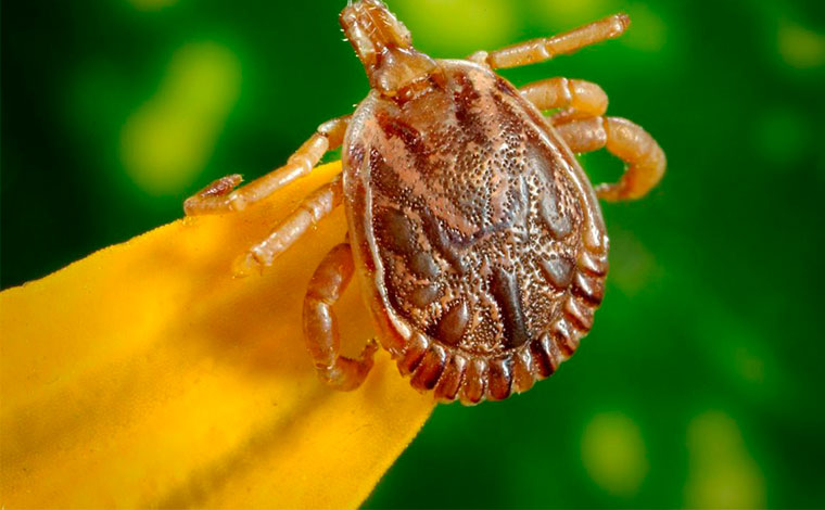 Febre maculosa: até a forma como o carrapato é retirado da pele faz a diferença