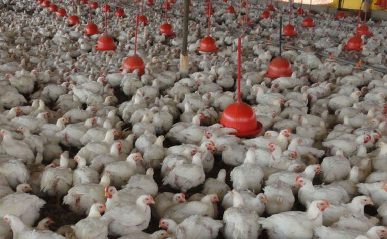 Sem casos registrados, Minas Gerais institui comitê extraordinário contra a gripe aviária