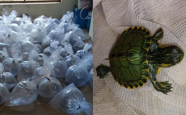 Dois homens são presos por transportar centenas de tartarugas e arraias em sacos plásticos em Minas