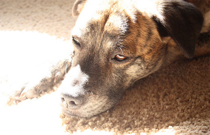 Leishmaniose avança em cidades de Minas e aumenta mortandade de animais