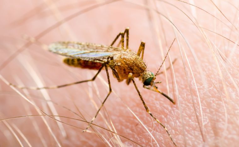 Mortes por leishmaniose aumentam em Minas Gerais; entenda riscos e tratamento