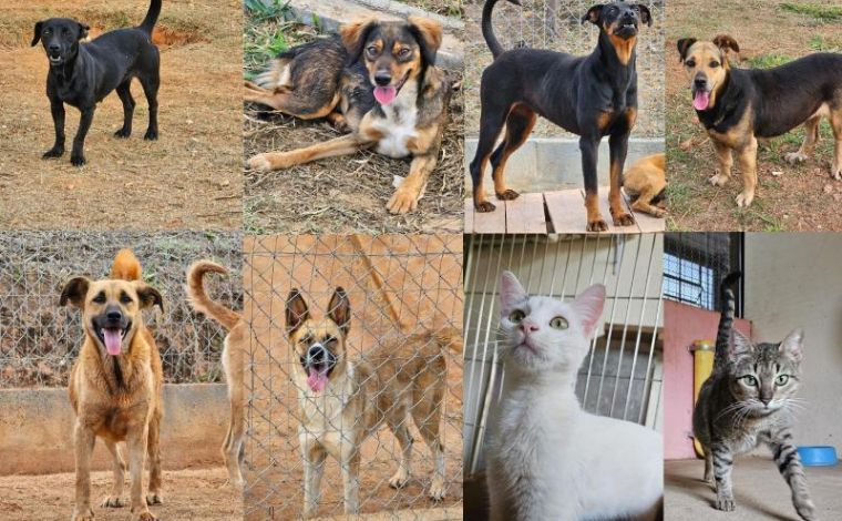 Feira de adoção de pets acontece neste sábado (16) no Shopping Sete Lagoas; saiba como adotar