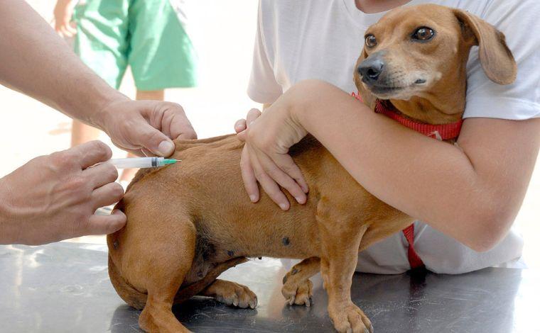 Campanha de vacinação antirrábica continua nesta semana de Sete Lagoas 