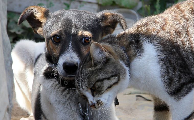 6ª Cãomiada em Sete Lagoas: evento acontece neste domingo (1º) no Parque Náutico da Boa Vista