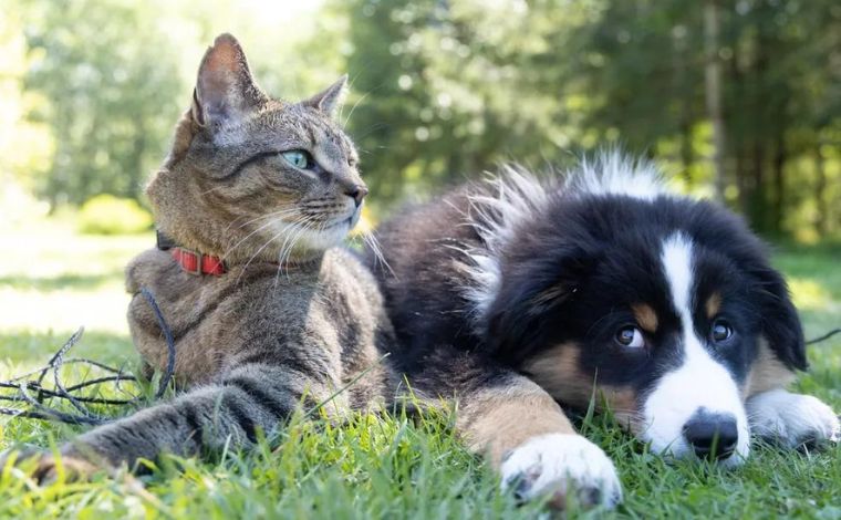 Câncer de mama pode afetar animais de estimação; saiba sobre sintomas e tratamentos