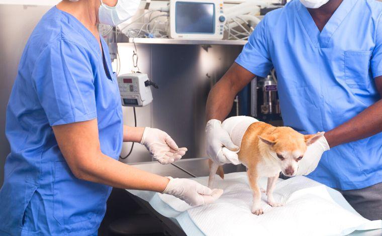 Sete Lagoas realiza castração de pets nos bairros Jardim dos Pequis, Belo Vale II e Verde Vale