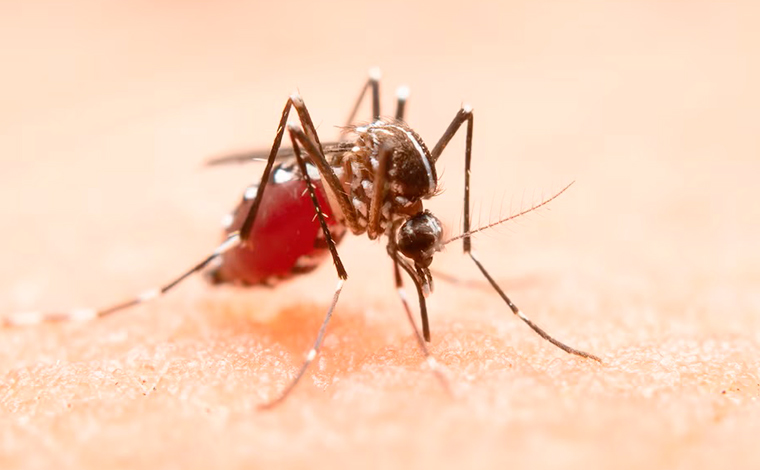 Prevenção à doenças é reforçada através do Dia Nacional de Combate ao Aedes Aegypti 