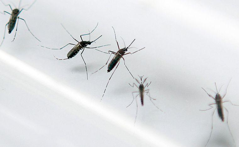 Sete Lagoas está em alerta para epidemia de dengue, chikungunya e zika