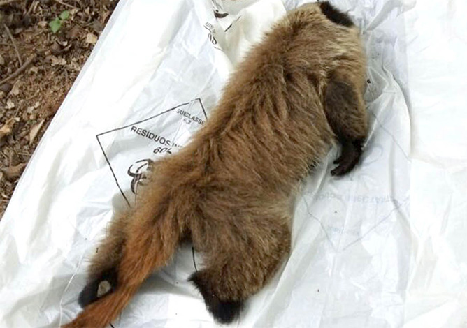 Macaco achado morto em Sete Lagoas não tinha febre amarela, diz SMS