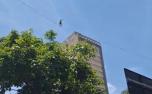Homem atravessa prédios em corda no centro de Belo Horizonte; veja vídeo