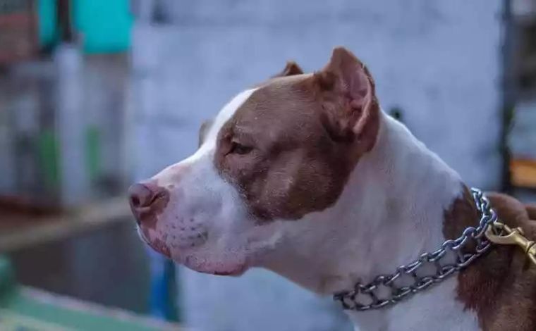 Pitbulls derrubam portão, atacam vizinho e são mortos a tiros em Minas Gerais