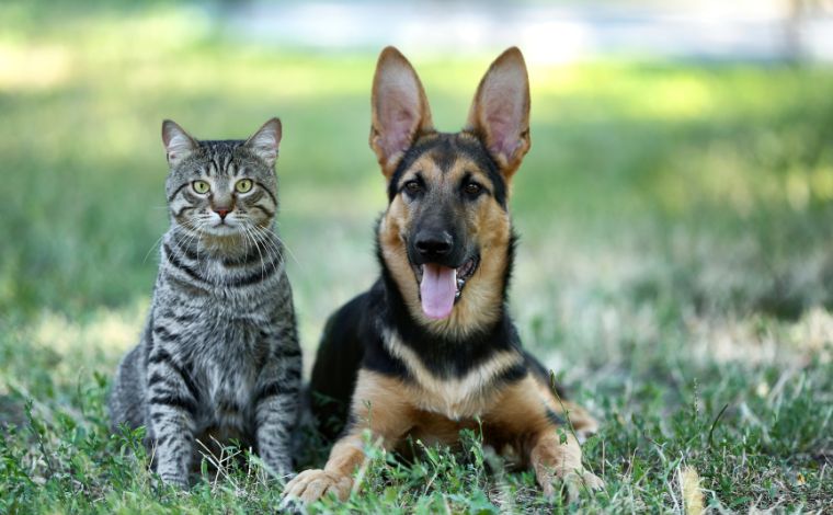 Sete Lagoas realiza castrações gratuitas de cães e gatos no bairro Boa Vista