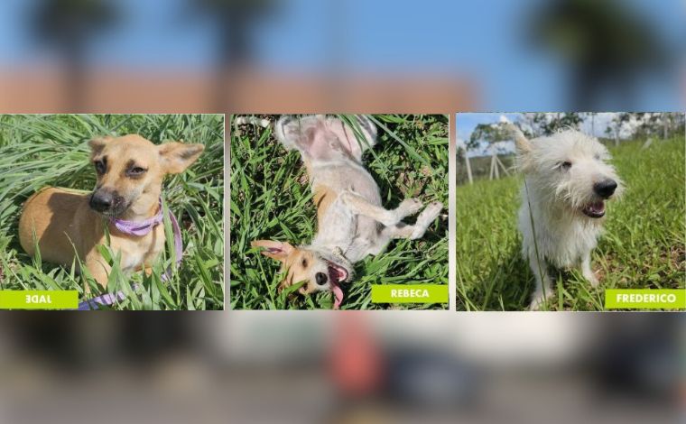 Feira de adoção de pets acontece neste sábado (13) no Shopping Sete Lagoas; saiba como adotar