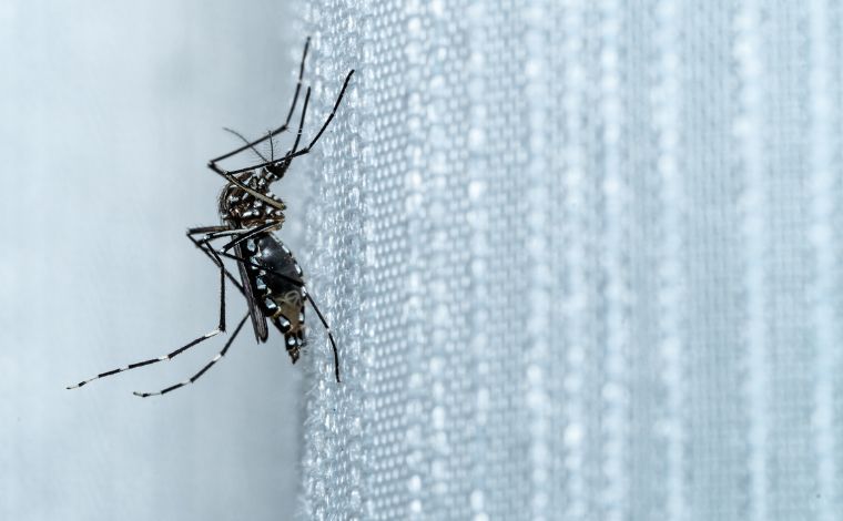 Minas Gerais é o terceiro estado com maior incidência de dengue no Brasil