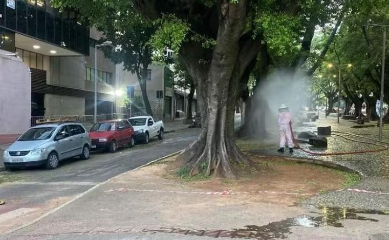 Bombeiros isolam praça da região Centro-Sul após ataque de abelhas à foliões