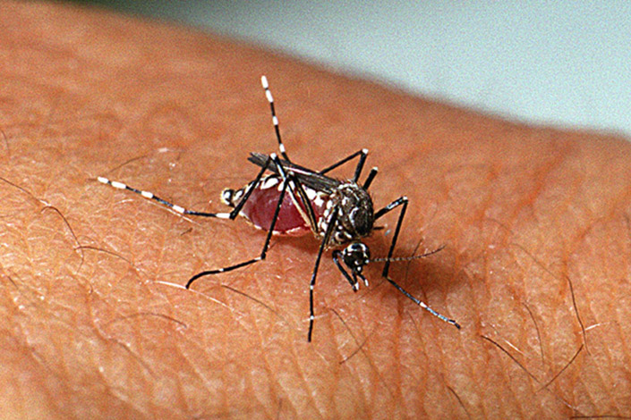 A cada 100 imóveis visitados na cidade, 37 têm larvas do Aedes aegypti
